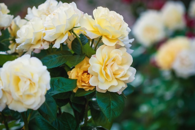 Rosas amarillas en el jardín de rosas