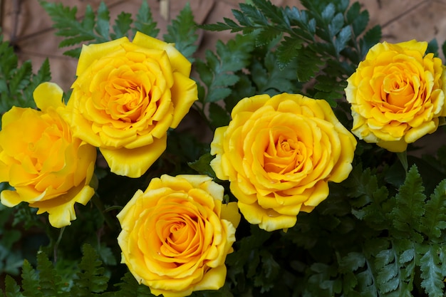 Rosas amarillas en el jardin