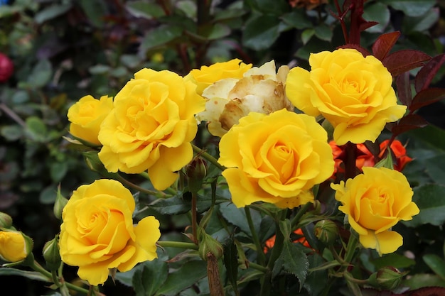 Rosas amarillas en el jardin