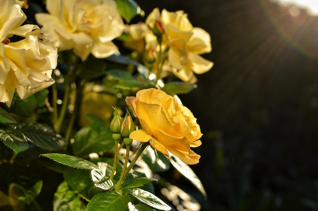 Rosas amarillas en los rayos del sol poniente