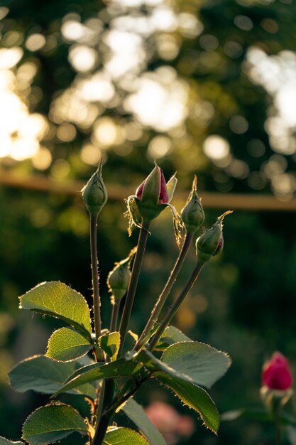 Rosas amarillas y rojas florecientes en un jardín místico sobre un misterioso fondo floral de verano de cuento de hadas Paisaje de ensueño de naturaleza fantástica Tonificación en tonos oscuros y matices sobrios