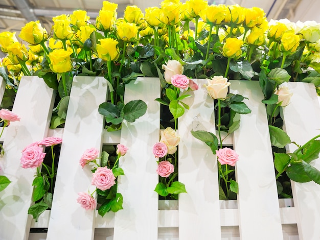 Rosas amarillas y rosadas detrás de la valla.