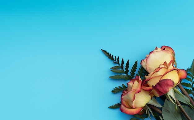 Rosas amarillas sobre fondo azul. Día de la madre, primavera o spa y concepto de belleza.