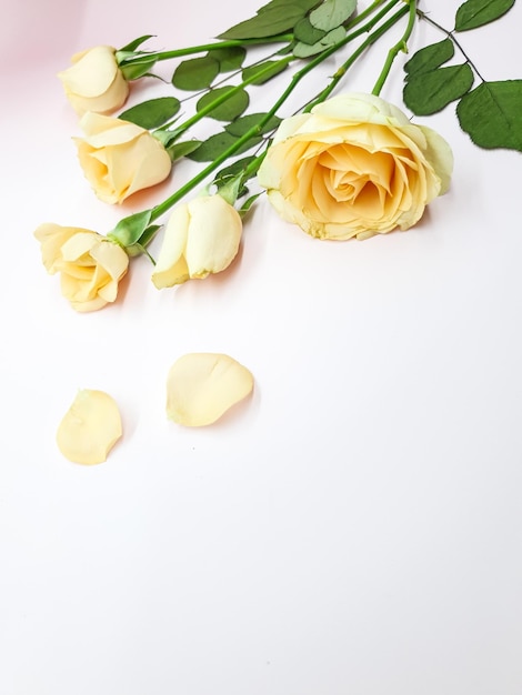 Rosas amarillas sobre un fondo blanco con pétalos.