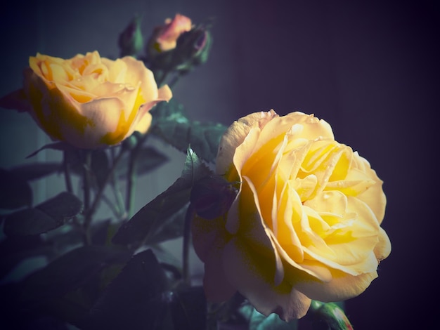 Rosas amarillas sobre un fondo oscuro hermoso ramo de rosas postal con marzo día de la madre o vale