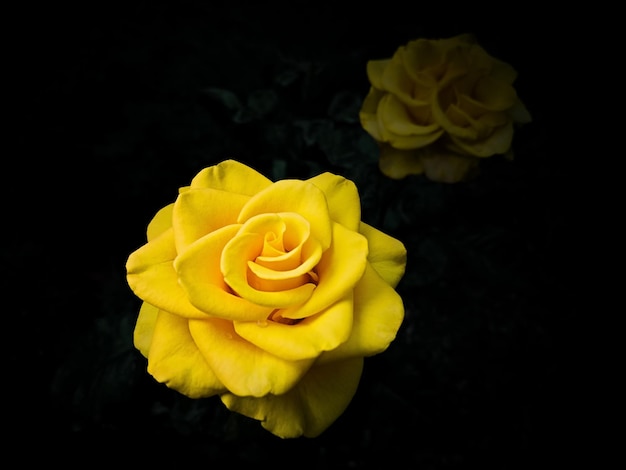 Rosas amarillas sobre una luz de estudio de fondo negro