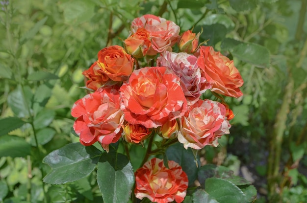 Rosas bicolores amarillas rojas con rayas Rosas multicolores rosas amarillas rojas con rayas blancas