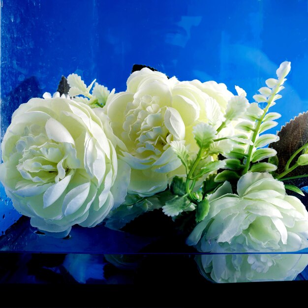 Rosas blancas en el agua sobre fondo azul.