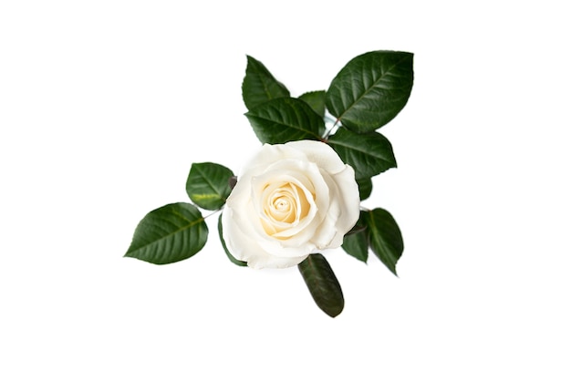 Rosas blancas aisladas sobre mesa blanca.