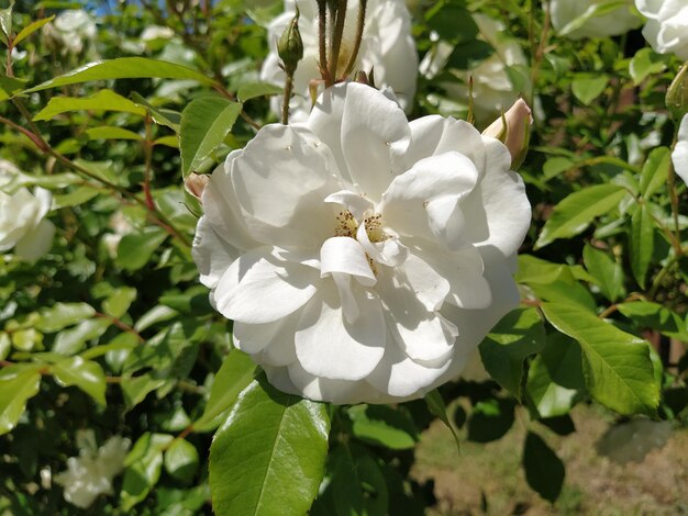 Rosas blancas en el clima soleado del jardín