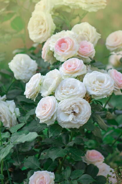 Rosas blancas Eden Rose en el jardín de verano Capullos de rosas blancas floreciendo en un arbusto