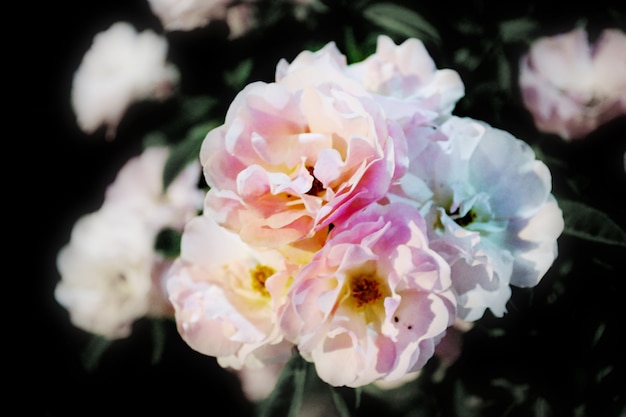 Foto las rosas blancas están floreciendo