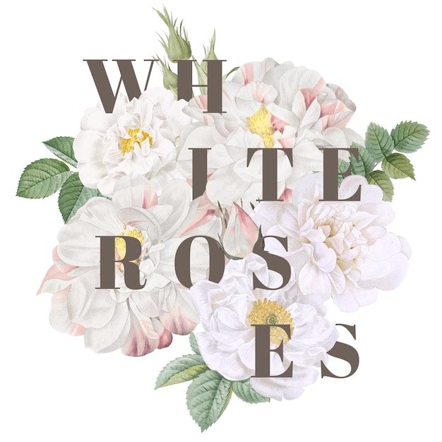 Las rosas blancas en flor son un elemento de diseño transparente.