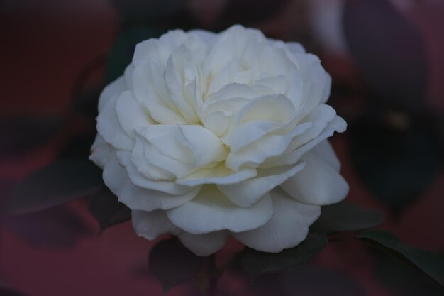 Las rosas blancas florecen en el jardín.