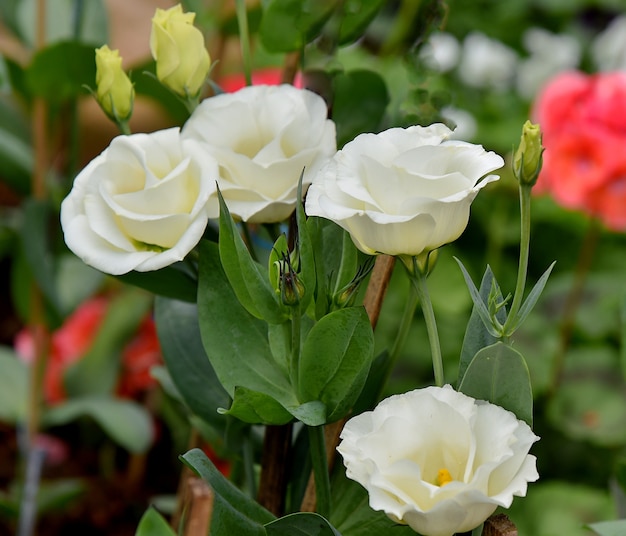 Rosas blancas en el jardín de desenfoque de fondo de la naturaleza