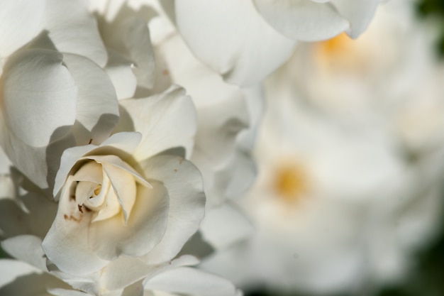 Rosas blancas de jardín