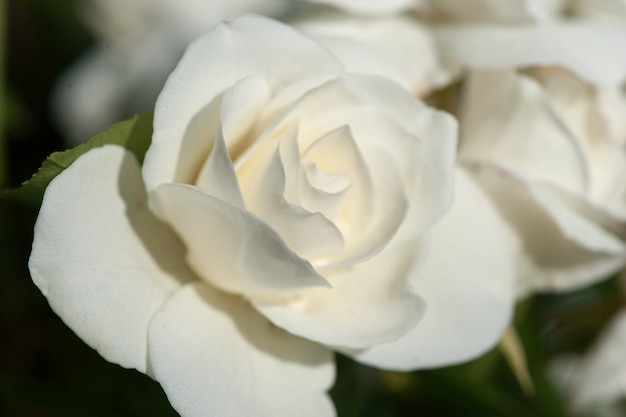 Rosas blancas de jardín