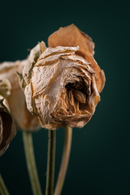 Foto rosas blancas marchitas y secas con hermosa luz. conceptos de belleza. cartel creativo, fondo oscuro