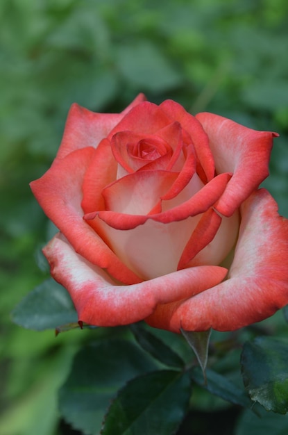 Rosas blancas y rojas florecen en el jardín Rosa blanca y roja en un jardín Rose Imperatrice Farah