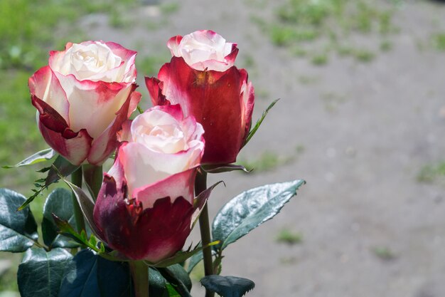 Rosas blancas rosadas