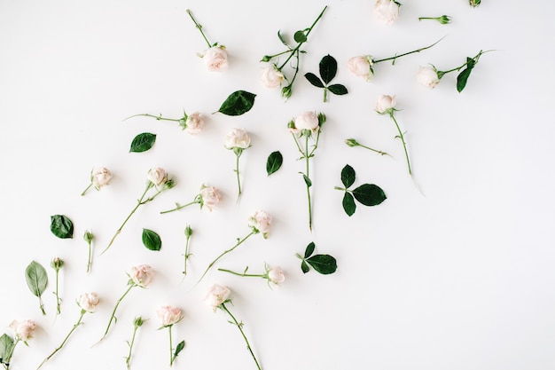 Rosas en blanco