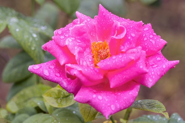 Rosas bonitas após a chuva