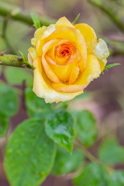 Rosas bonitas após a chuva