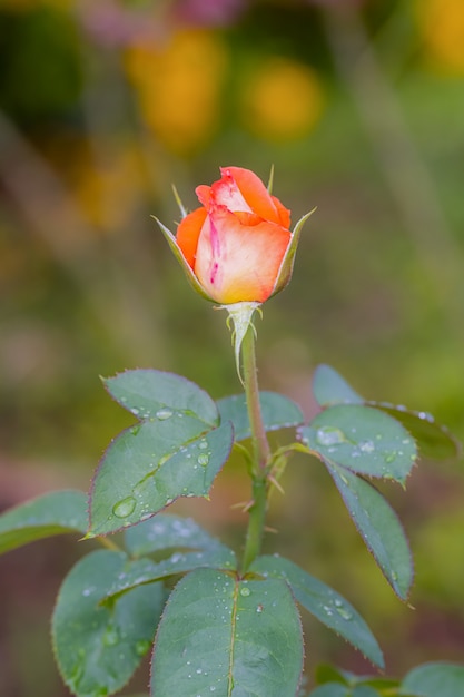 Rosas bonitas após a chuva