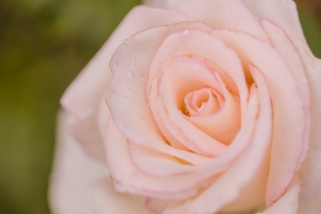 Foto rosas bonitas após a chuva