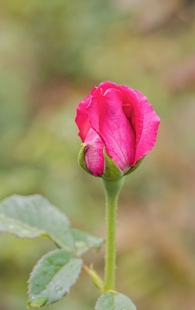 Rosas bonitas após a chuva