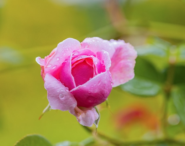 Rosas bonitas após a chuva