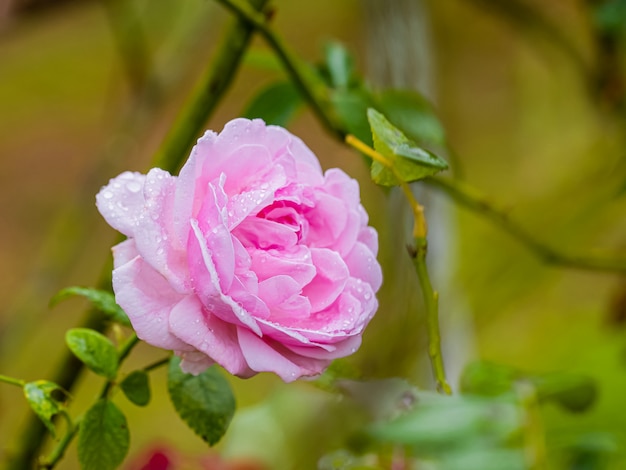 Rosas bonitas após a chuva