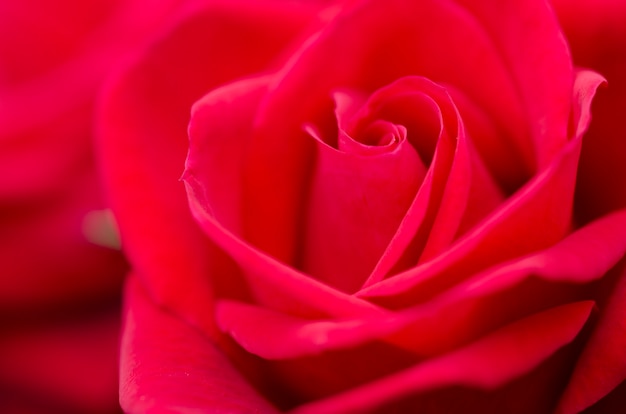 Rosas Borrão Dia dos Namorados
