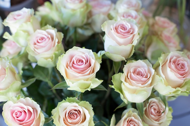 Rosas brancas com um centro rosa. buquê grande para um presente para uma mulher