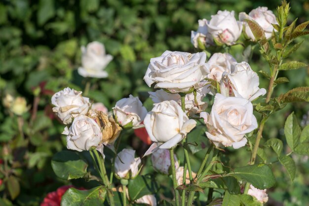 Rosas brancas de verão