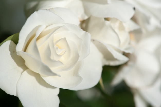 Rosas brancas do jardim