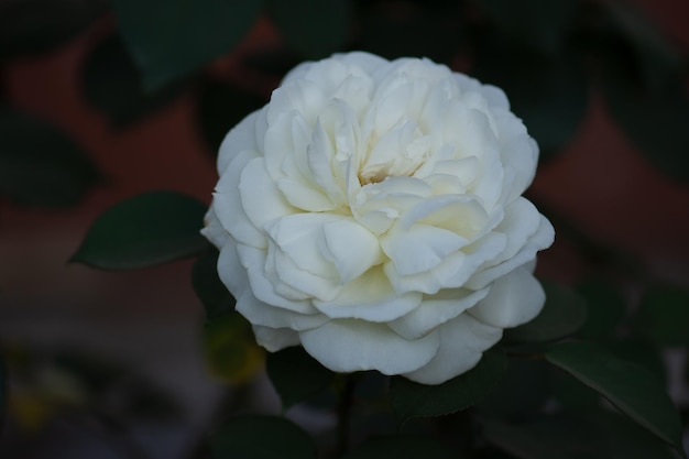 Rosas brancas em plena floração Arbusto de rosas brancas no jardim de manhã de verão