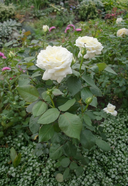 Rosas brancas florescem no jardim Roseira branca Rosa branca em um jardim