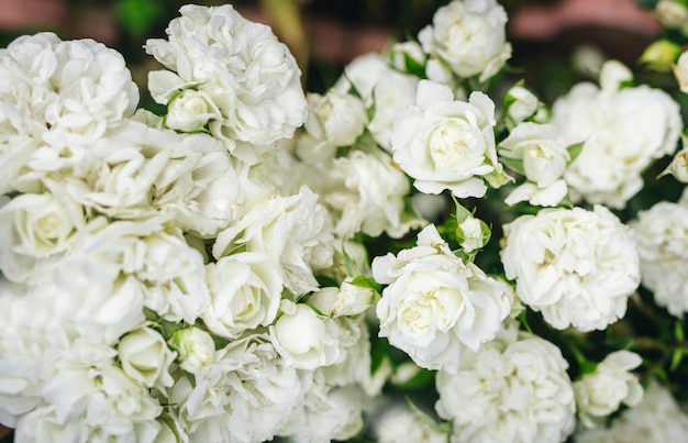 Rosas brancas na natureza com um fundo ensolarado.