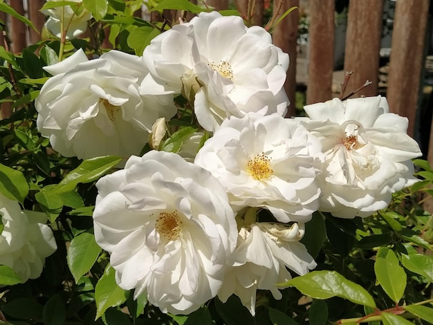 Rosas brancas no clima ensolarado do jardim