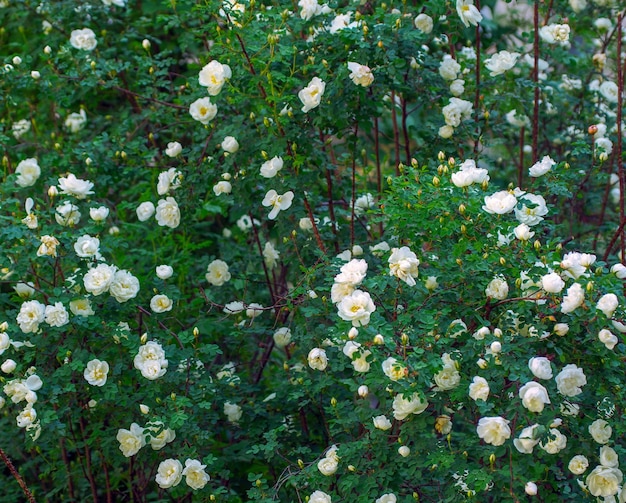 Rosas brancas no jardim de rosas macro do mato
