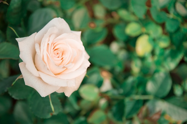 Rosas brancas no jardim