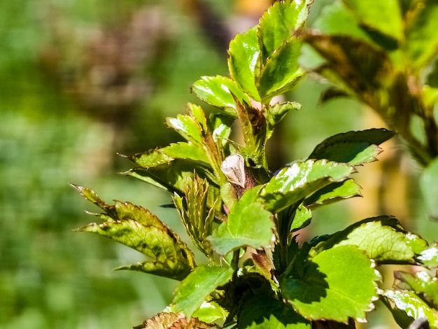 Rosas brotam em galhos podados no início da primavera Cultivo de rosas