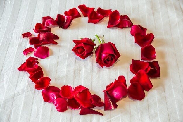 Las rosas en una cama de colchones blancos decoran una celebración de bodas o el Día de San Valentín