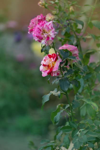 Las rosas de Camille Pissarro crecen en el jardín.