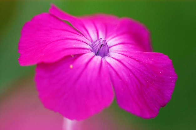 Rosas Campion Lychnis coronaria