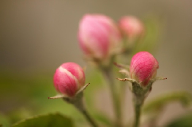 Rosas de capullo rosa en el jardín de rosas