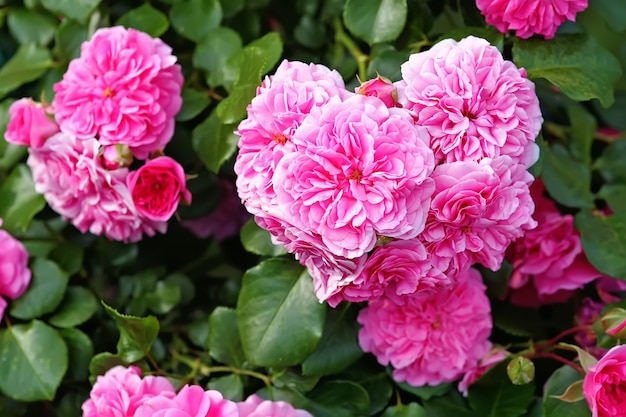 Rosas Centifolia, a rosa de Provence ou rosa de repolho ou Rose de Mai