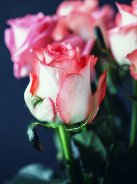 Rosas de cerca. Hermosas rosas sobre fondo oscuro