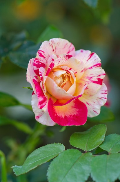 Las rosas de Claude Monet crecen en el jardín.